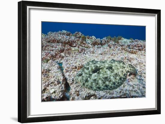 Pacific Leopard Flounder Camouflaged (Bothus Leopardinus)-Reinhard Dirscherl-Framed Photographic Print