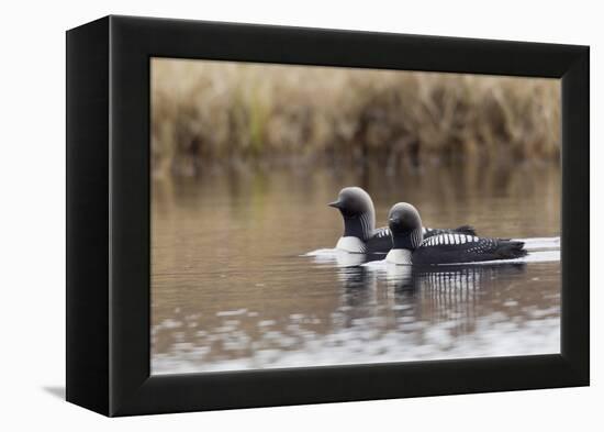 Pacific Loon Pair-Ken Archer-Framed Premier Image Canvas