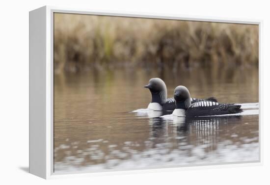 Pacific Loon Pair-Ken Archer-Framed Premier Image Canvas