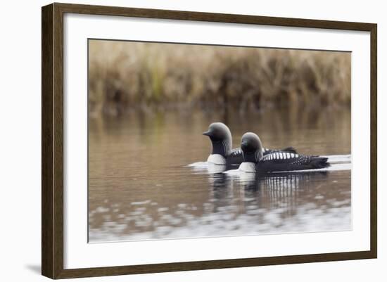 Pacific Loon Pair-Ken Archer-Framed Photographic Print