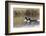 Pacific Loon Pair-Ken Archer-Framed Photographic Print