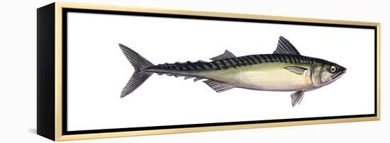 Pacific Mackerel (Scomber Japonicus), Fishes-Encyclopaedia Britannica-Framed Stretched Canvas