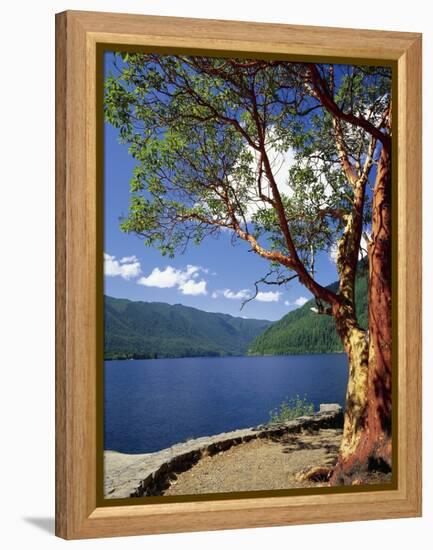 Pacific Madrone and Crescent Lake-James Randklev-Framed Premier Image Canvas