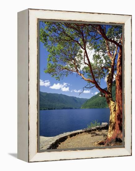 Pacific Madrone and Crescent Lake-James Randklev-Framed Premier Image Canvas