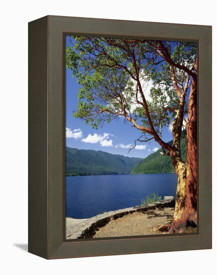 Pacific Madrone and Crescent Lake-James Randklev-Framed Premier Image Canvas