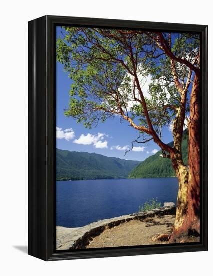 Pacific Madrone and Crescent Lake-James Randklev-Framed Premier Image Canvas