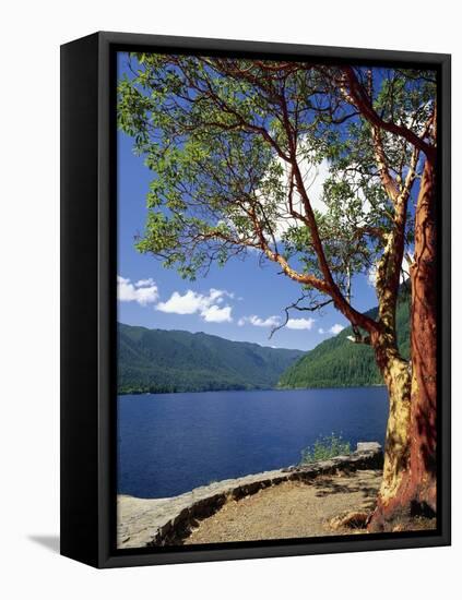 Pacific Madrone and Crescent Lake-James Randklev-Framed Premier Image Canvas