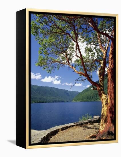 Pacific Madrone and Crescent Lake-James Randklev-Framed Premier Image Canvas