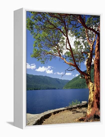 Pacific Madrone and Crescent Lake-James Randklev-Framed Premier Image Canvas