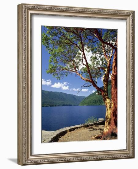 Pacific Madrone and Crescent Lake-James Randklev-Framed Photographic Print