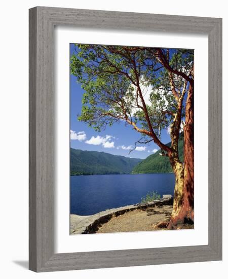 Pacific Madrone and Crescent Lake-James Randklev-Framed Photographic Print