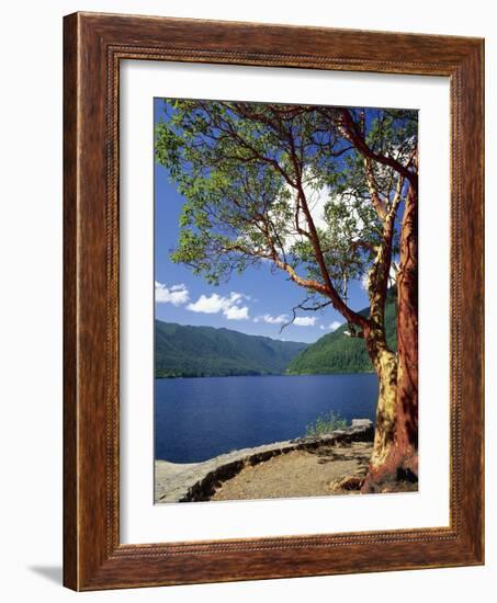 Pacific Madrone and Crescent Lake-James Randklev-Framed Photographic Print