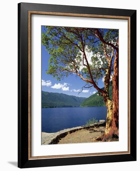 Pacific Madrone and Crescent Lake-James Randklev-Framed Photographic Print