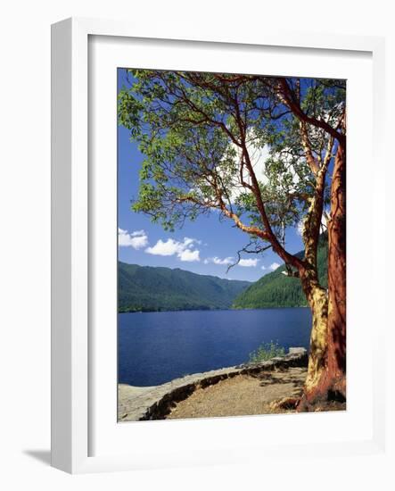 Pacific Madrone and Crescent Lake-James Randklev-Framed Photographic Print