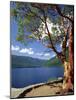 Pacific Madrone and Crescent Lake-James Randklev-Mounted Photographic Print