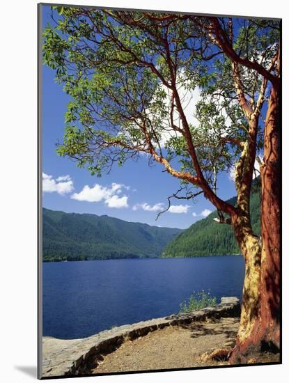 Pacific Madrone and Crescent Lake-James Randklev-Mounted Photographic Print