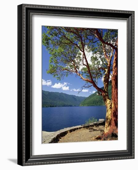 Pacific Madrone and Crescent Lake-James Randklev-Framed Photographic Print