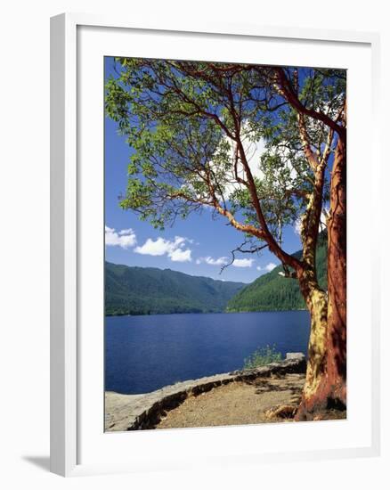 Pacific Madrone and Crescent Lake-James Randklev-Framed Photographic Print