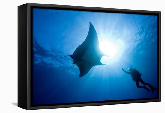 Pacific Manta and Scuba Diver-Stephen Frink-Framed Premier Image Canvas