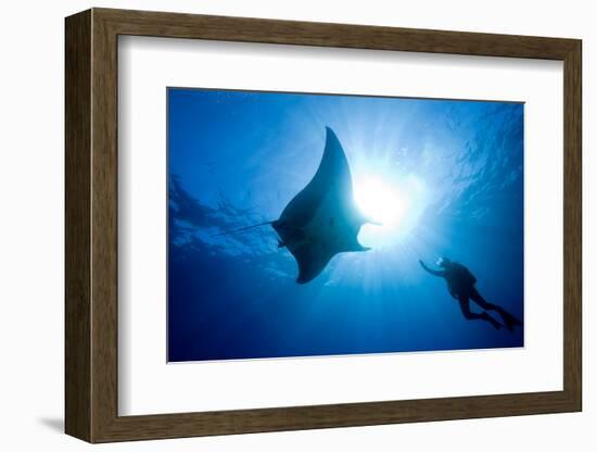 Pacific Manta and Scuba Diver-Stephen Frink-Framed Photographic Print