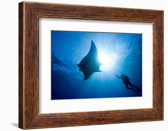 Pacific Manta and Scuba Diver-Stephen Frink-Framed Photographic Print