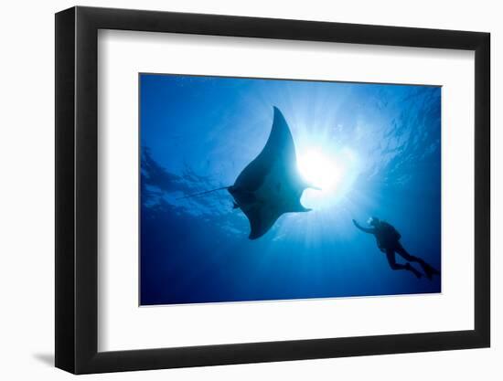 Pacific Manta and Scuba Diver-Stephen Frink-Framed Photographic Print