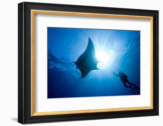 Pacific Manta and Scuba Diver-Stephen Frink-Framed Photographic Print