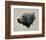 Pacific Northwest Black Bear-Davies Babies-Framed Art Print