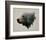 Pacific Northwest Black Bear-Davies Babies-Framed Art Print