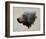 Pacific Northwest Black Bear-Davies Babies-Framed Art Print