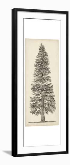 Pacific Northwest Tree Sketch I-Melissa Wang-Framed Art Print