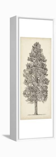 Pacific Northwest Tree Sketch III-Melissa Wang-Framed Stretched Canvas