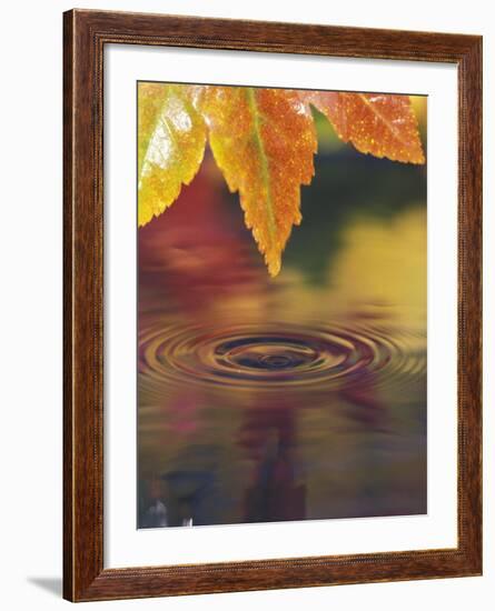 Pacific Northwest, USA-Stuart Westmoreland-Framed Photographic Print