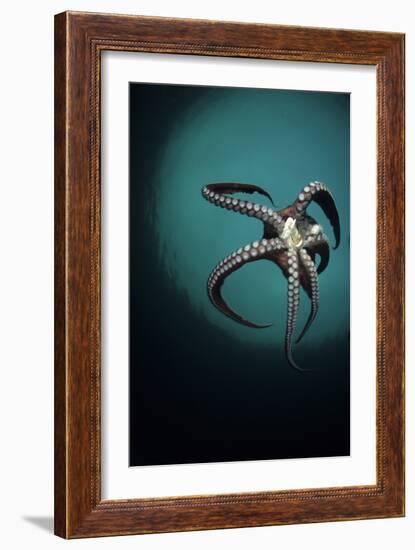 Pacific Octopus (Octopus Dofleini) Vancouver Island, British Columbia, Canada, Pacific Ocean-Franco Banfi-Framed Photographic Print