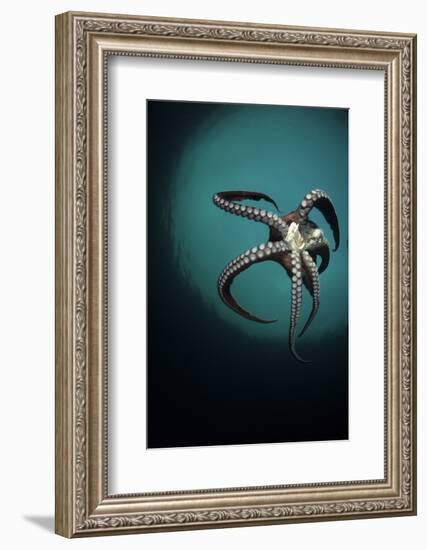 Pacific Octopus (Octopus Dofleini) Vancouver Island, British Columbia, Canada, Pacific Ocean-Franco Banfi-Framed Photographic Print