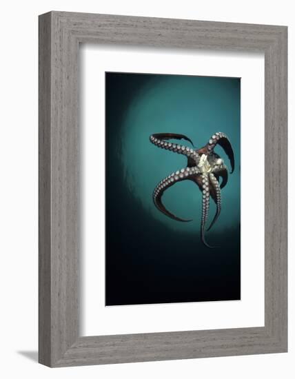 Pacific Octopus (Octopus Dofleini) Vancouver Island, British Columbia, Canada, Pacific Ocean-Franco Banfi-Framed Photographic Print