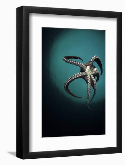 Pacific Octopus (Octopus Dofleini) Vancouver Island, British Columbia, Canada, Pacific Ocean-Franco Banfi-Framed Photographic Print