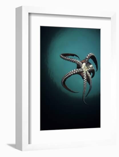 Pacific Octopus (Octopus Dofleini) Vancouver Island, British Columbia, Canada, Pacific Ocean-Franco Banfi-Framed Photographic Print