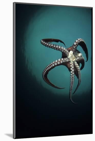 Pacific Octopus (Octopus Dofleini) Vancouver Island, British Columbia, Canada, Pacific Ocean-Franco Banfi-Mounted Photographic Print