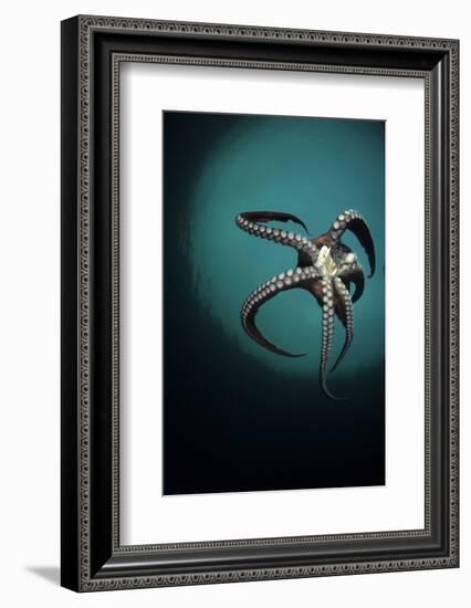 Pacific Octopus (Octopus Dofleini) Vancouver Island, British Columbia, Canada, Pacific Ocean-Franco Banfi-Framed Photographic Print