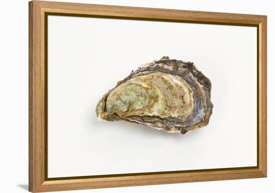 Pacific Oyster-David Nunuk-Framed Premier Image Canvas