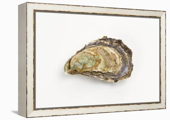Pacific Oyster-David Nunuk-Framed Premier Image Canvas