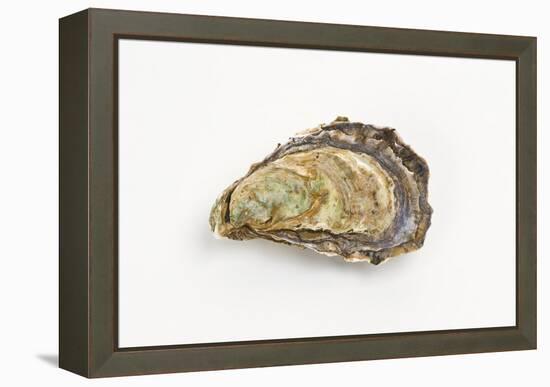 Pacific Oyster-David Nunuk-Framed Premier Image Canvas