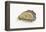 Pacific Oyster-David Nunuk-Framed Premier Image Canvas