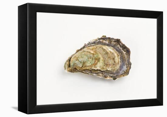 Pacific Oyster-David Nunuk-Framed Premier Image Canvas