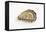 Pacific Oyster-David Nunuk-Framed Premier Image Canvas