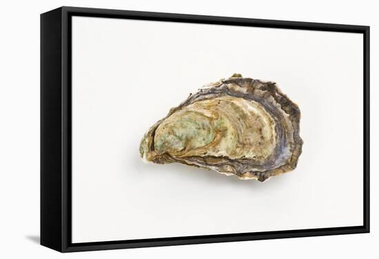 Pacific Oyster-David Nunuk-Framed Premier Image Canvas