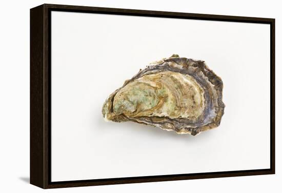 Pacific Oyster-David Nunuk-Framed Premier Image Canvas