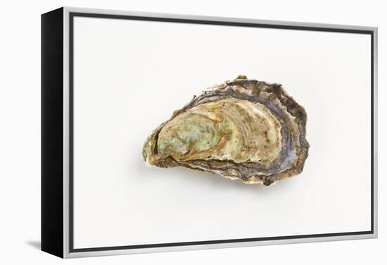 Pacific Oyster-David Nunuk-Framed Premier Image Canvas