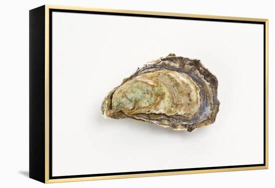 Pacific Oyster-David Nunuk-Framed Premier Image Canvas